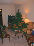 Christmas tree in preparation