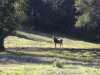 Mule Deer along the path
